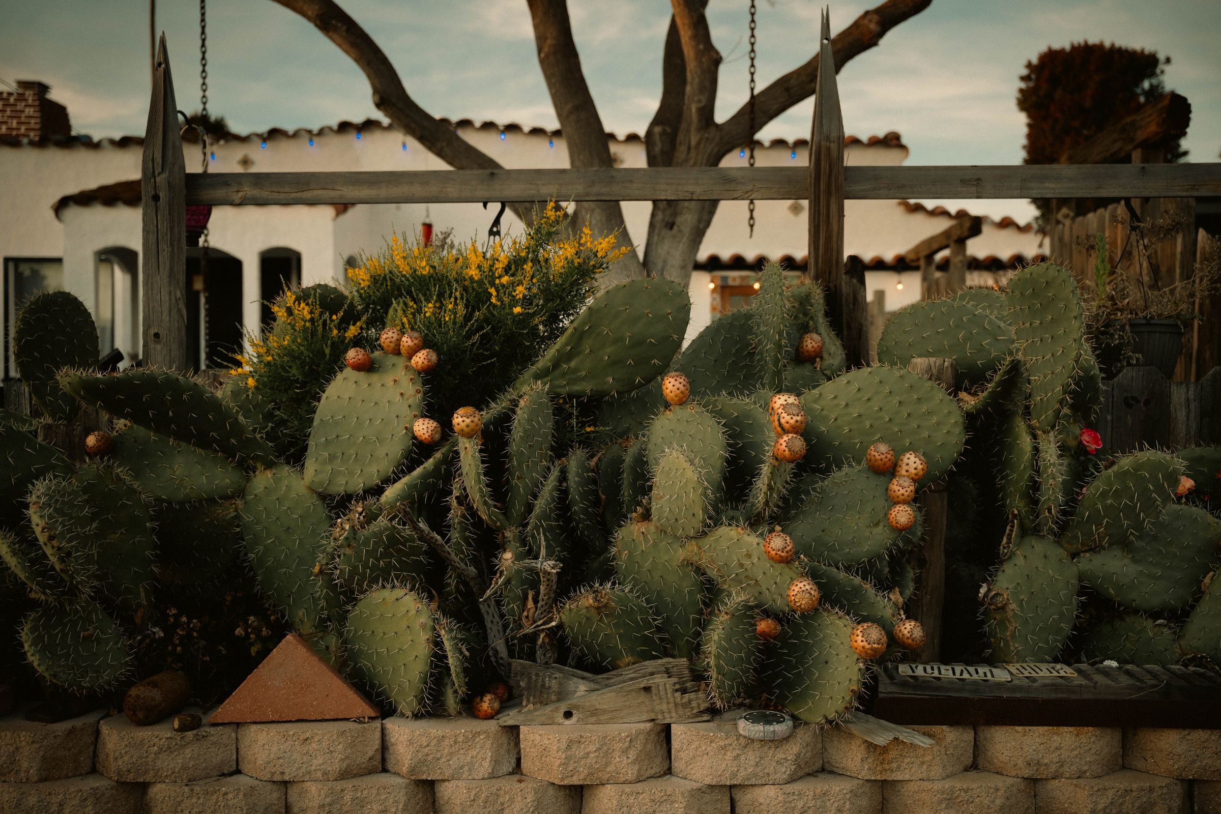 Block retaining wall holding a prickly-pear bed outside a stucco home