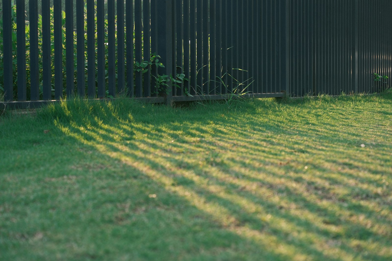 Long fence shadows falling across a mown green lawn in low evening sun
